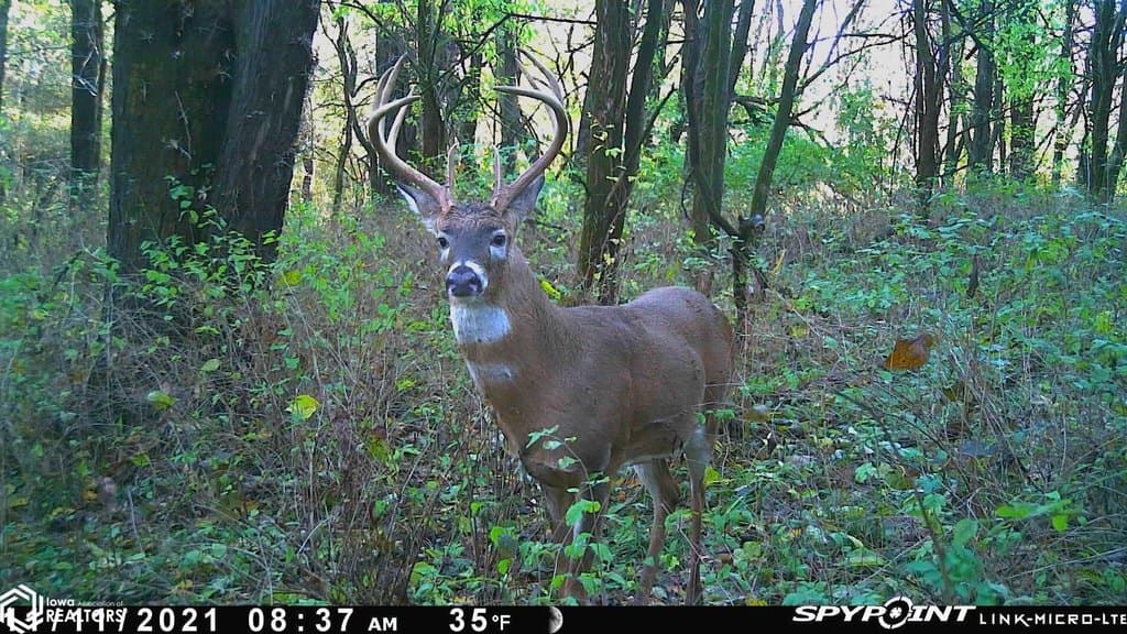 land for sale at 15th St Blakesburg - $79,900