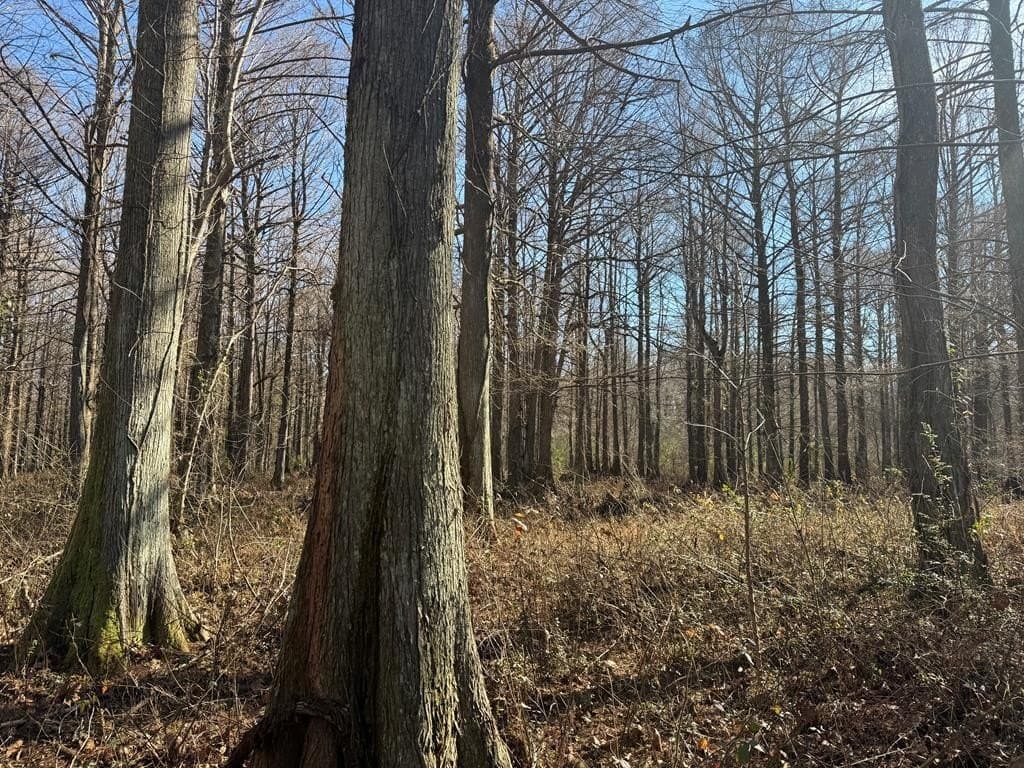 land for sale at County Road 127 Abbeville - $199,500