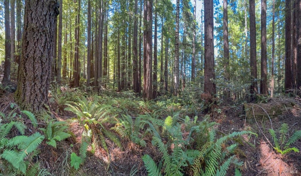 land for sale at 36505 Deep Woods Dr Sea Ranch - $45,000