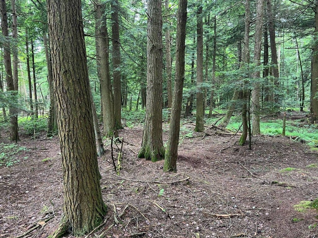 land for sale at Cloverdale Rd Centerville - $198,000